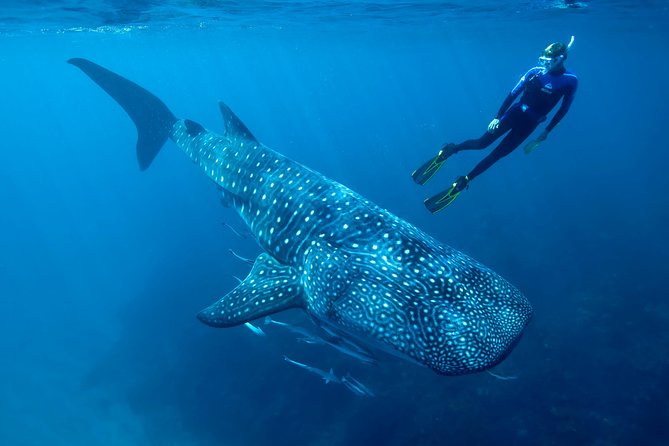 Cancun Whale Shark Encounter - Boat comfort, breakfast, and what is included