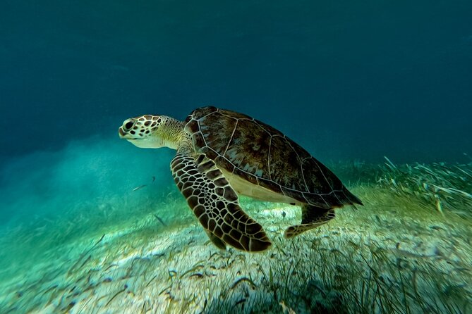 Catamaran Cruise in Riviera Maya With Snorkeling & Beach Club - Timing, transportation, and the three-hour promise
