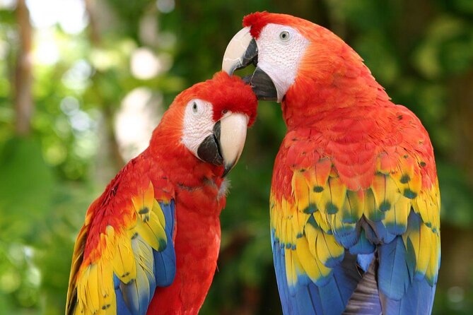 CATAMARAN to Isla Mujeres, Snorkel & Beach Club by Xcaret - Key points to know before you book