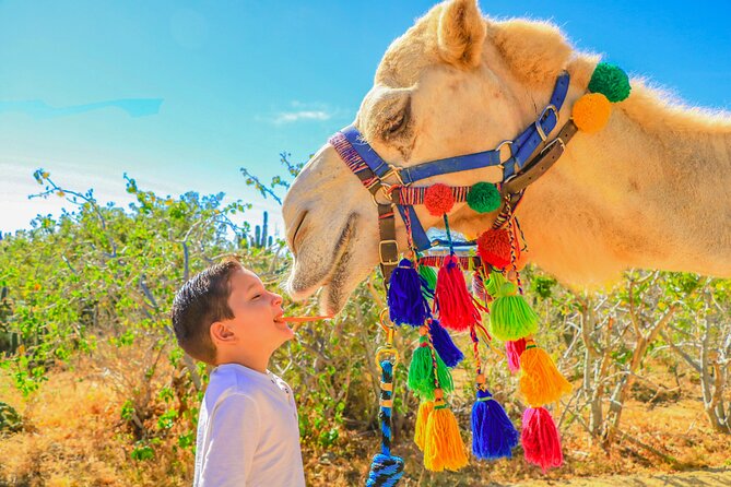 Combo Single Offroad 4x4 UTV, Camel Ride, Lunch & Tequila Tasting - Who should book this Cabo outing