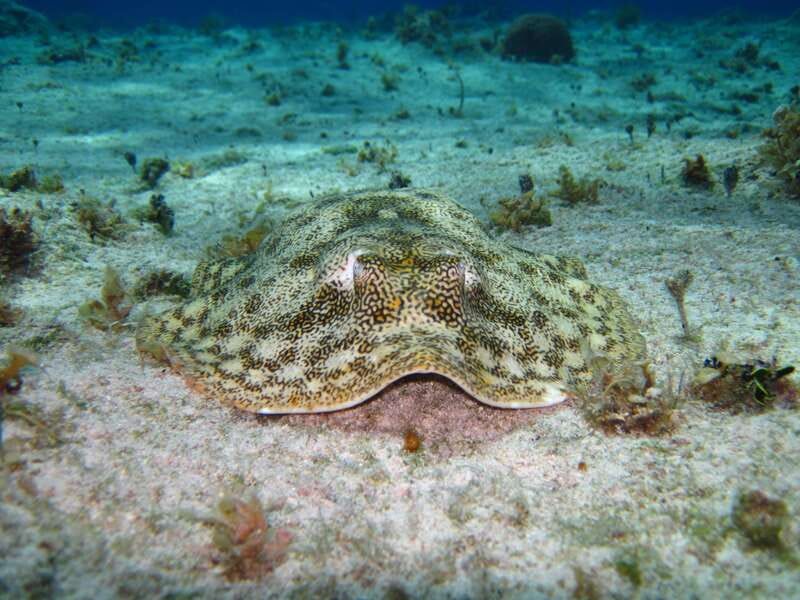 Cozumel: El Cielo & Palancar Snorkel with Open Bar & Ceviche - El Cielo and its protected starfish shallows