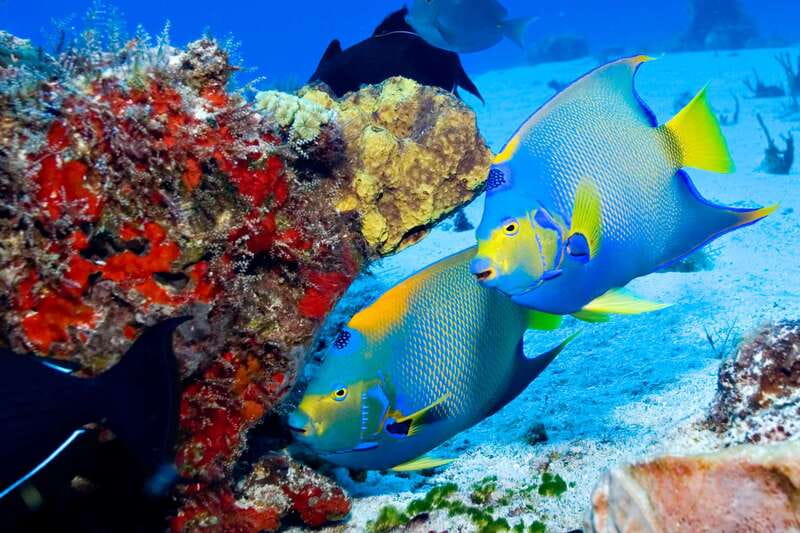 Cozumel: El Cielo & Palancar Snorkel with Open Bar & Ceviche - What to pack, and what not to forget