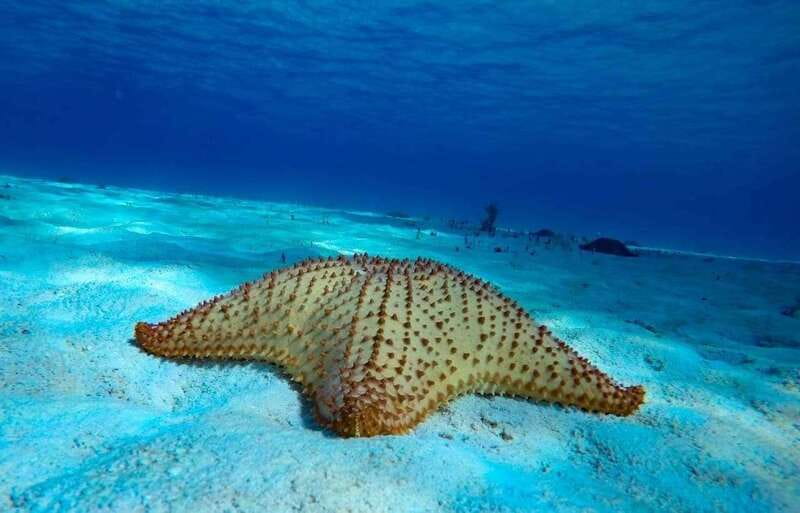 Cozumel: El Cielo & Palancar Snorkel with Open Bar & Ceviche - Cancellation, timing, and final value