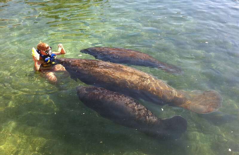 Cozumel: Manatee Encounter, Chankanaab Admission and Buffet - Meeting a manatee at Chankanaab