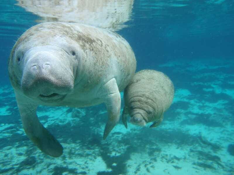 Cozumel: Manatee Encounter, Chankanaab Admission and Buffet - Buffet lunch and drinks
