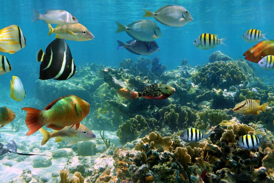 Cozumel: One Tank Scuba Dive and Full Chankanaab Park Access - Who should book this experience?