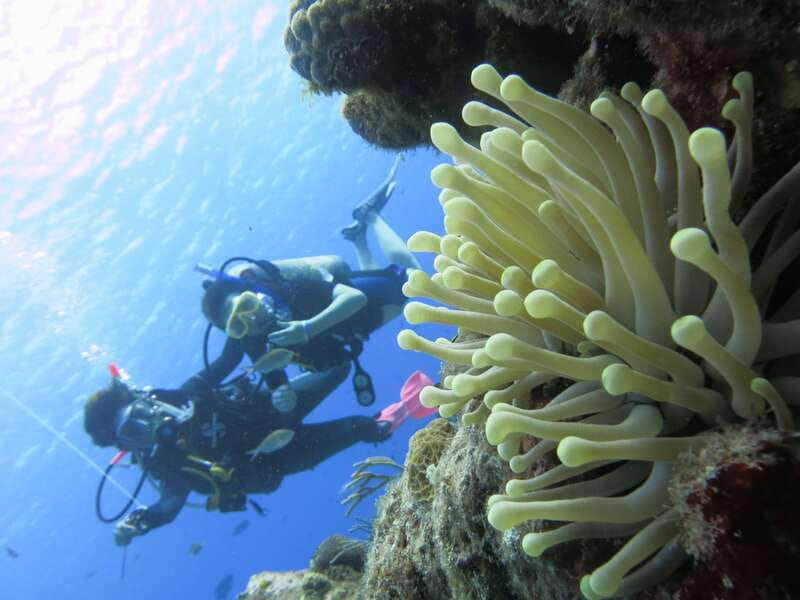 Cozumel: One Tank Scuba Dive and Full Chankanaab Park Access - Timing your visit from a cruise ship