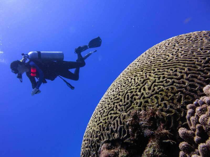 Cozumel: One Tank Scuba Dive and Full Chankanaab Park Access - What to bring and what to buy