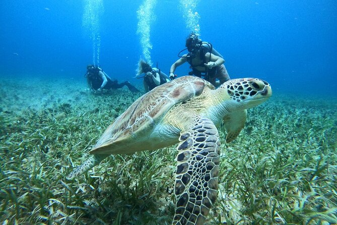 Cozumel Scuba Dive at Chankanaab - What this Chankanaab scuba outing is really like