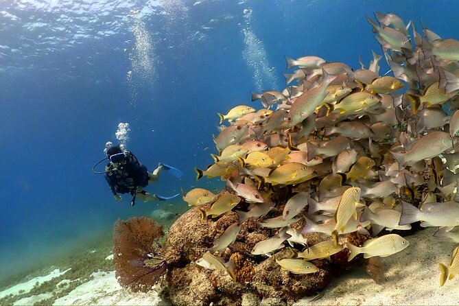 Cozumel Scuba Dive at Chankanaab - The briefing and first steps in the water
