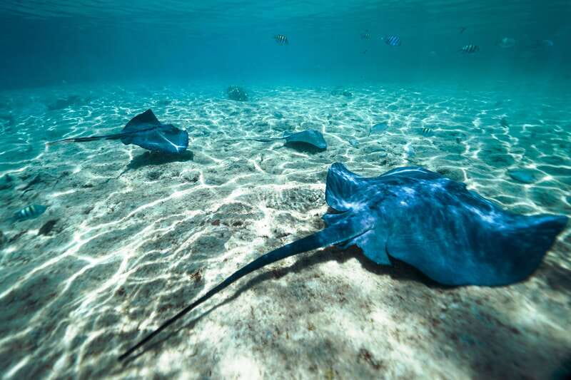 Cozumel: Snorkel and Swim with Stingrays - The 15-Minute Safety Briefing