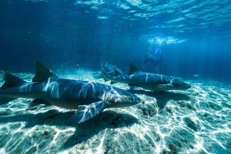 Cozumel: Snorkel and Swim with Stingrays - A Short Break Before the Snorkel