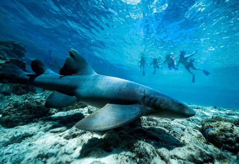 Cozumel: Snorkel and Swim with Stingrays - Who Gets the Best Value From $58