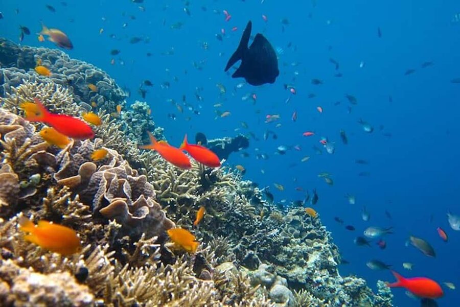 Cozumel: snorkeling on reefs + visit to "El Cielo" - Equipment, sunscreen and basic comfort