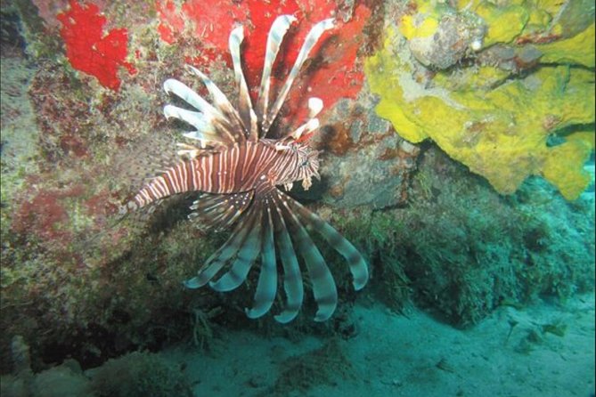 Cozumel Snorkeling Tour: Palancar, Columbia and El Cielo Reefs - Group size and guide support