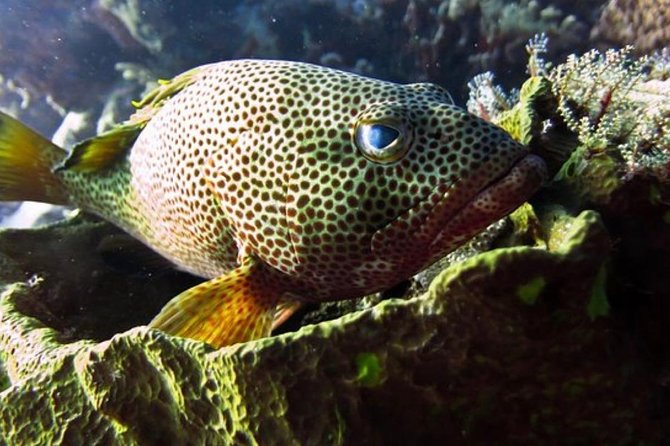 Cozumel Snorkeling Tour: Palancar, Columbia and El Cielo Reefs - Who will enjoy this Cozumel outing most