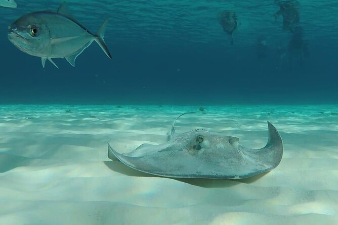 Cozumel Snorkeling Tour: Palancar, Columbia and El Cielo Reefs - Weather, cancellations and practical planning