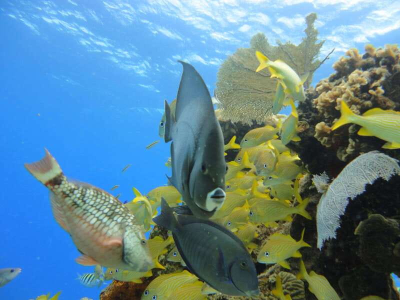 Cozumel: VIP Glass Bottom Boat & Snorkeling 3 Reefs Tour - Drinks, Gear, and What You Actually Receive