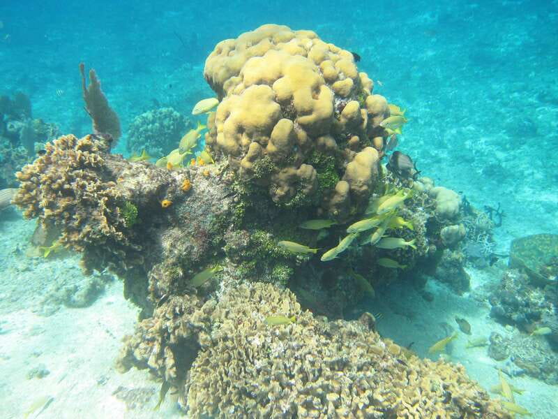 Cozumel: VIP Glass Bottom Boat & Snorkeling 3 Reefs Tour - Why the Crew Matters