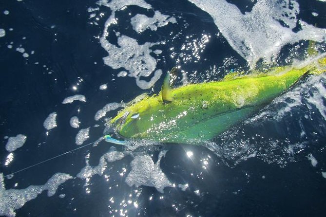 Deep Sea Fishing for 5 Hours from Cabo San Lucas - Weather, Seasickness, and Comfort