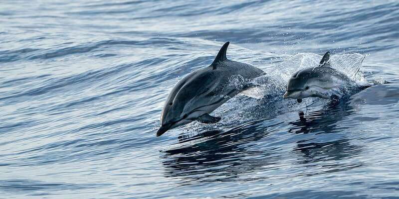 Destin: Dolphin Watching Cruise - Key points to know before you go