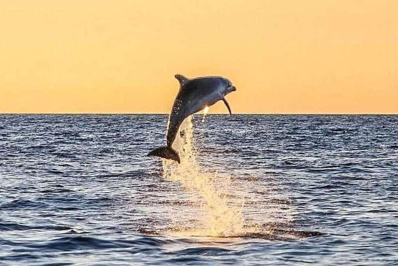Destin: Dolphin Watching Cruise - Searching for dolphins in open water