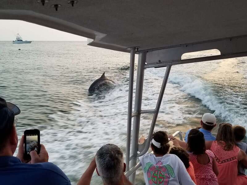 Destin: Dolphin Watching Cruise - Beyond dolphins: sharks, rays, manatees, and birds