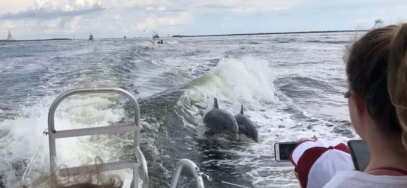 Destin: Dolphin Watching Cruise - Weather, wildlife, and realistic expectations