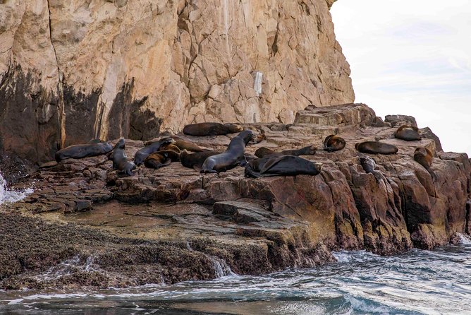 Dinner Cruise Tour in Cabo San Lucas with Tequila Tasting - What the $135 Price Really Buys