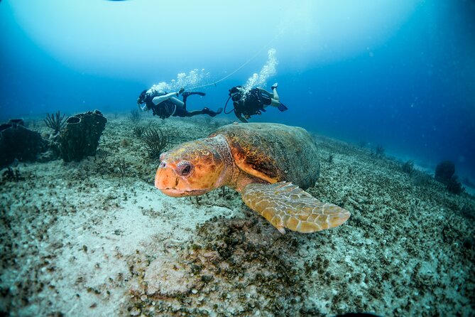 Discover Scuba Diving & Beach Club with Transportation In Riviera Maya - Who Should Book This Experience