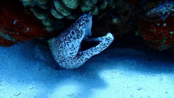 Discover Scuba Diving in Cozumel Paradise Reef - Key points to know before booking