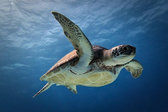 Discover Scuba Diving in Cozumel Paradise Reef - Group size, pace, and comfort