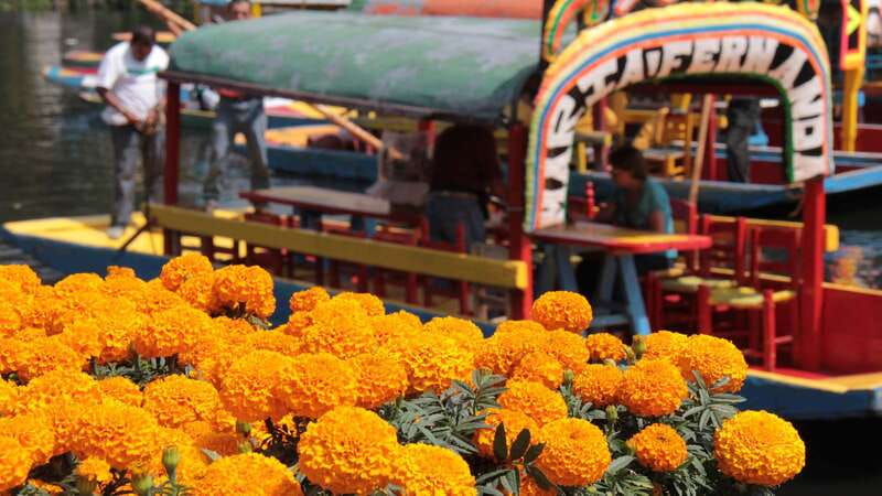 Discover Xochimilco and Coyoacán: Tradition, Music, Culture - How much value do you get for $57?