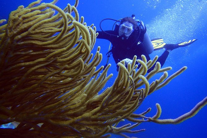 Diving in the Mexican Caribbean for Beginners | 2 Tanks 2 Dives | All Inclusive - The natural reef and tropical marine life
