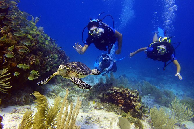 Diving in the Mexican Caribbean for Beginners | 2 Tanks 2 Dives | All Inclusive - Health rules and timing that matter