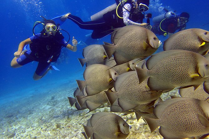 Diving in the Mexican Caribbean for Beginners | 2 Tanks 2 Dives | All Inclusive - Who will get the most from this outing