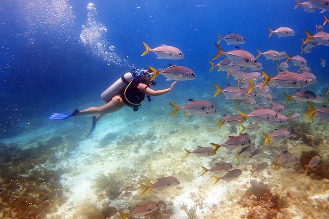 Diving in the Mexican Caribbean for Beginners | 2 Tanks 2 Dives | All Inclusive - The 35-minute lesson and pool practice