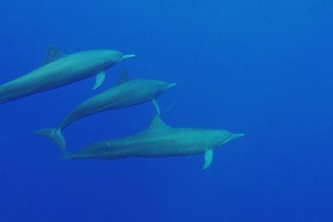 Dolphin & Whale Watching in Puerto Escondido - What this Puerto Escondido boat trip is really about