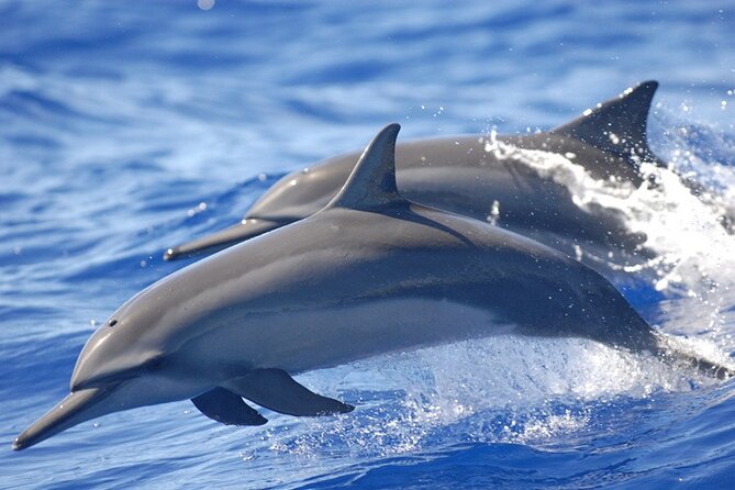 Dolphin & Whale Watching in Puerto Escondido - Playa Zicatela and the first coastal views