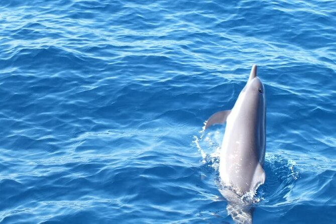 Dolphin & Whale Watching in Puerto Escondido - Searching for dolphins in open water