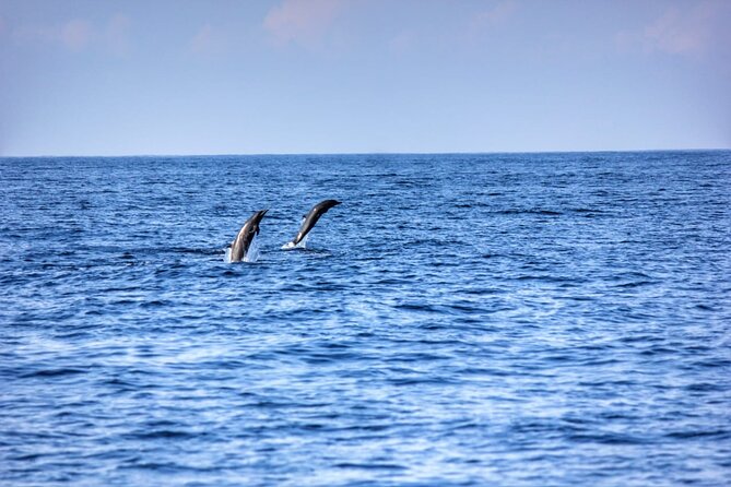 Dolphin & Whale Watching in Puerto Escondido - Whales, turtles, rays, and surprise sightings