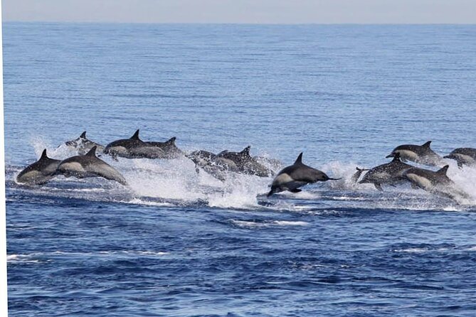 Dolphin & Whale Watching in Puerto Escondido - Swimming with dolphins is a conditional extra