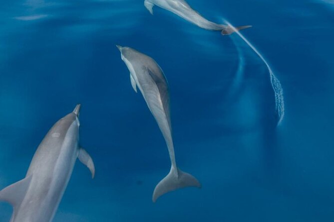 Dolphin & Whale Watching in Puerto Escondido - Guides who shape the morning