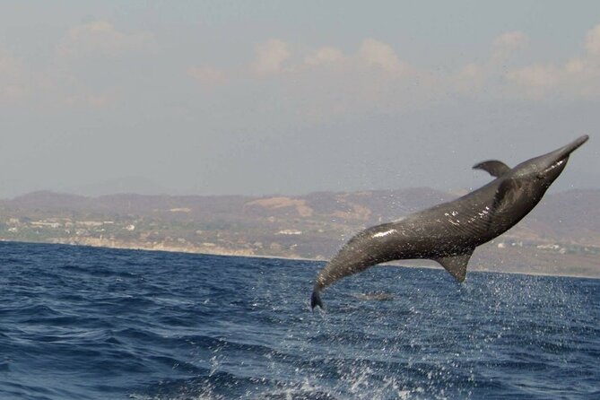 Dolphin & Whale Watching in Puerto Escondido - Starting at 7am near Puerto Angelito
