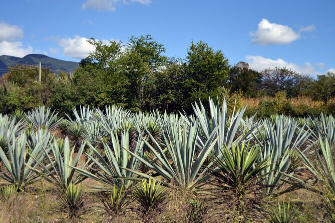Earth, Corn & Fire: Tasting the Roots of Oaxacan Cuisine - Why this tour is about more than eating