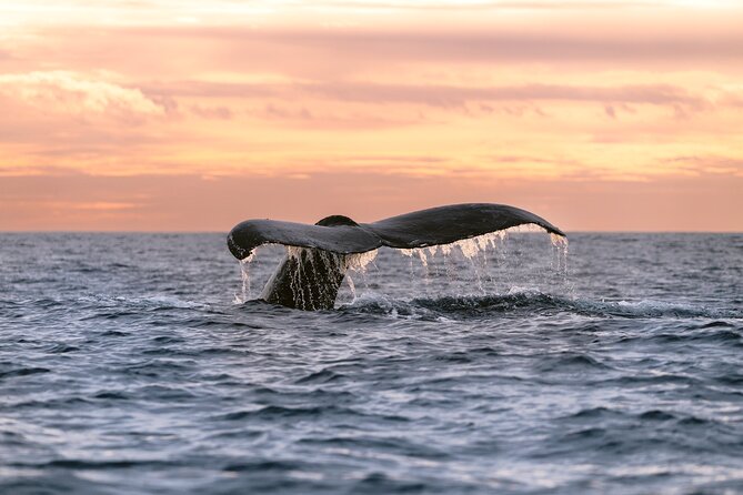 Educational Sunrise Whale Watching with Photos Included - Key points to know before booking
