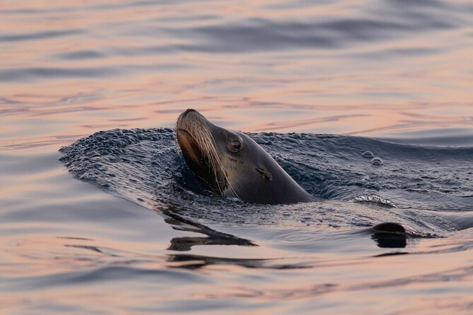 Educational Sunrise Whale Watching with Photos Included - What the small group means for value