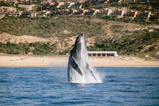 Educational Sunrise Whale Watching with Photos Included - Weather, timing, and practical planning