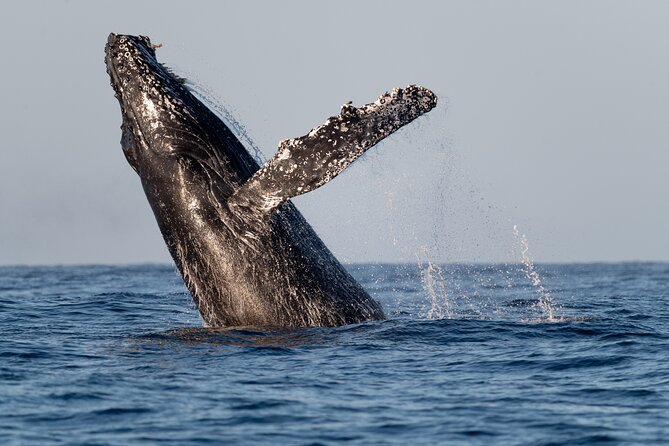 Educational Sunrise Whale Watching with Photos Included - Meeting Angelika at the Cabo San Lucas marina