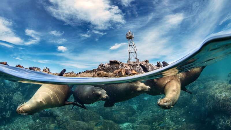 Espiritu Santo Island: Snorkeling Sea Lion Adventure - Key points at a glance